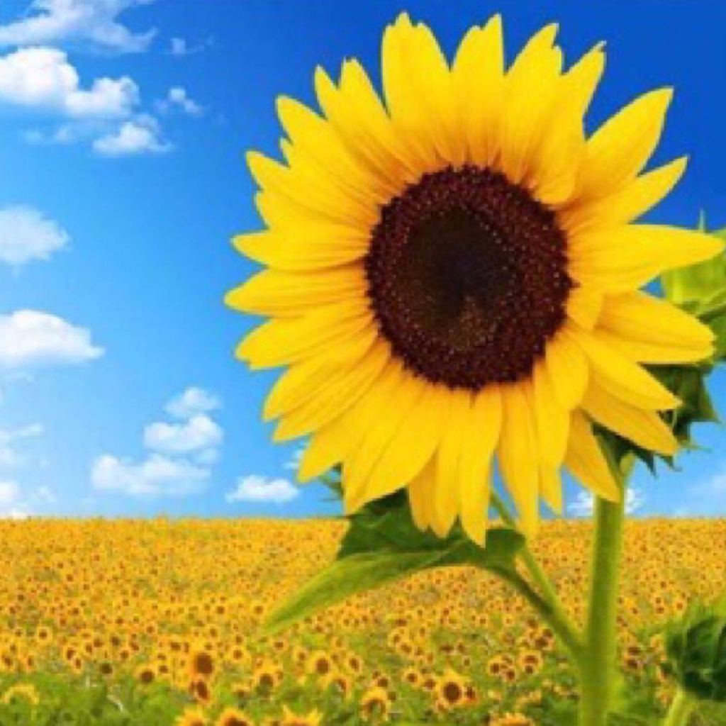 ‘xiongmao体育’支付宝4张巨额罚单412万元 全球最大移动支付服务商市场规模(图1) 熊猫体育