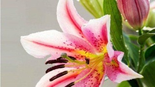 ‘xiongmao体育’北京11个市属公园20处秋景进入观赏期(图1) panda sports