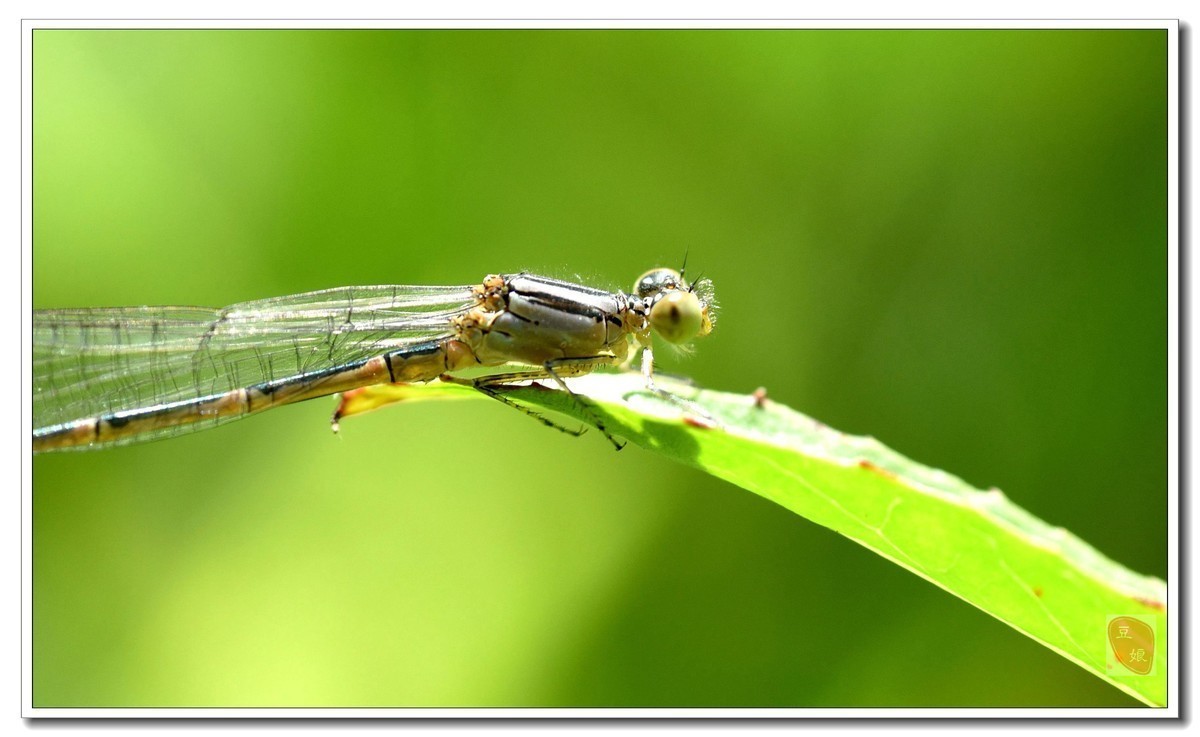 熊猫体育:CDPR再次发布新招聘 这次要招动画程序员(图2) panda sports