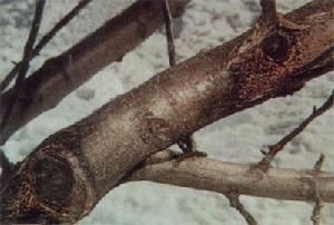 绝地求生攀爬翻墙机制详解 人物大跳恐遭取消“xiongmao体育”(图2) xiongmao体育