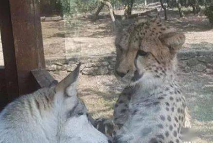 
二哈威风凛凛逛动物园 看到豹子后秒变怂：带纹身的都欠好惹！【熊猫体育】(图3)