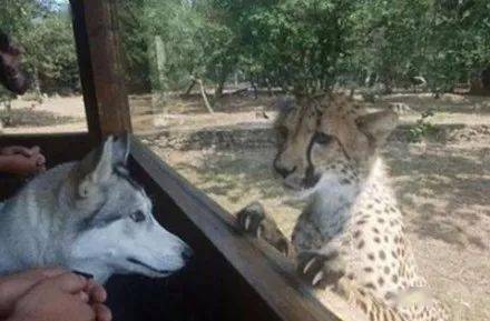 
二哈威风凛凛逛动物园 看到豹子后秒变怂：带纹身的都欠好惹！【熊猫体育】(图4)