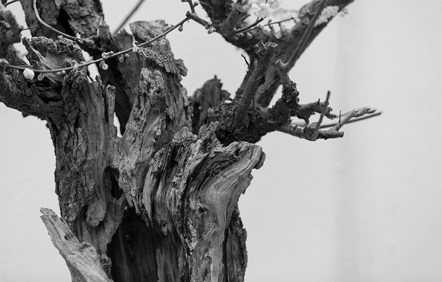 《究极忍者风暴》系列开发商将于2月公布新企划“panda sports”(图1) xiongmao体育